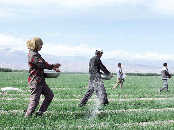 肥料有哪些種類？